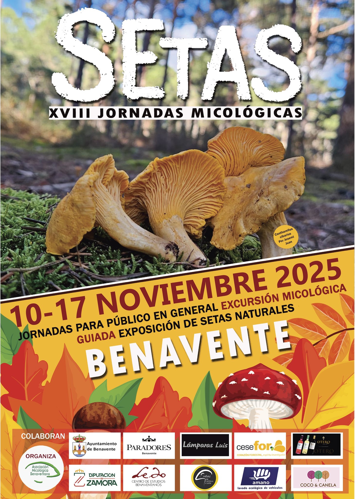 'Setas': XVIII Jornadas Micológicas de Benavente